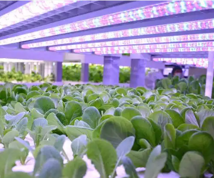 l叶植物生长灯管.png