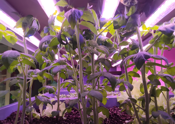 植物生长灯管效果?png